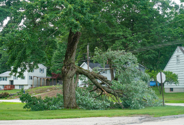 The Steps Involved in Our Tree Care Process in Saline, MI